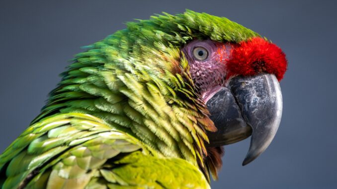 The Ultimate Guide to Macaw Parrots: From Care to Species, parrotslove.com