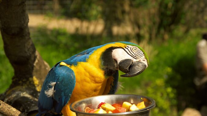 The Ultimate Guide to Macaw Parrots: From Care to Species, parrotslove.com