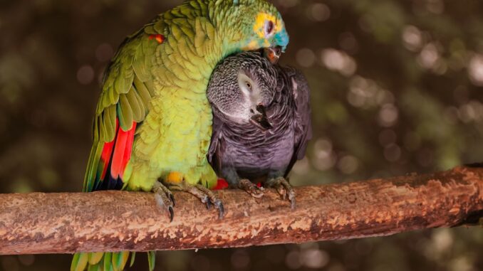 parrot-The Ultimate Guide to Macaw Parrots: From Care to Species, parrotslove.com